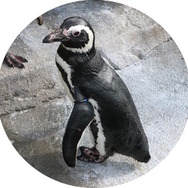マゼランペンギン／「仙台うみの杜水族館」