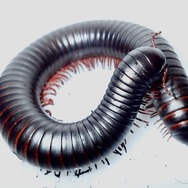 タンザニアオオヤスデ