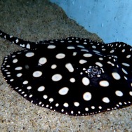 ポルカドットスティングレイ