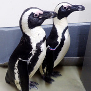 1月13日生まれのケープペンギンの赤ちゃんの親鳥