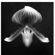 Orchid, 1988 Gelatin Silver Print (C) Robert Mapplethorpe Foundation. Used by permission.