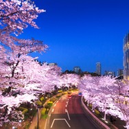 東京ミッドタウン　昨年の桜の開花の様子