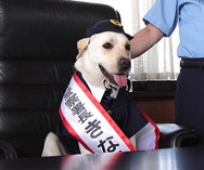 『きな子〜見習い警察犬の物語〜』　-(C) 2010「きな子〜見習い警察犬の物語〜」製作委員会