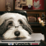 シャギー・ドッグ 1枚目の写真・画像