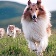 名犬ラッシー (2005) 5枚目の写真・画像