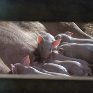 シャーロットのおくりもの (2006) 3枚目の写真・画像