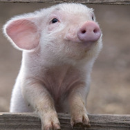 シャーロットのおくりもの (2006) 5枚目の写真・画像