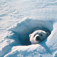 北極のナヌー 1枚目の写真・画像