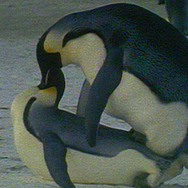 童貞ペンギン 1枚目の写真・画像