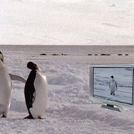 童貞ペンギン 2枚目の写真・画像