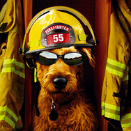 ファイアー・ドッグ　消防犬デューイの大冒険 1枚目の写真・画像
