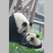 パンダフルライフ 5枚目の写真・画像