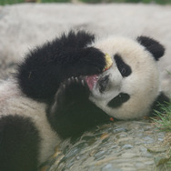 パンダフルライフ 6枚目の写真・画像