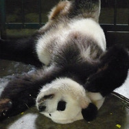 パンダフルライフ 16枚目の写真・画像