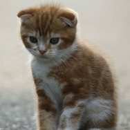 ネコナデ 8枚目の写真・画像