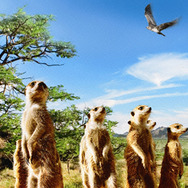 ミーアキャット7枚目の写真・画像｜cinemacafe.net