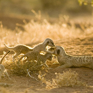 ミーアキャット 3枚目の写真・画像