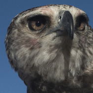 ミーアキャット 9枚目の写真・画像