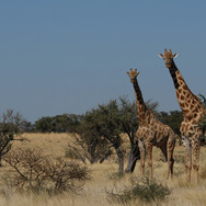 ミーアキャット 13枚目の写真・画像