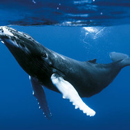 オーシャンズ 1枚目の写真・画像