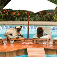 ビバリーヒルズ・チワワ 2枚目の写真・画像