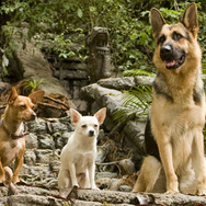 ビバリーヒルズ・チワワ 3枚目の写真・画像