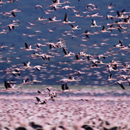 ディズニーネイチャー／フラミンゴに隠された地球の秘密 2枚目の写真・画像