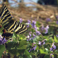 里山 8枚目の写真・画像