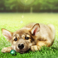 ウルルの森の物語 1枚目の写真・画像