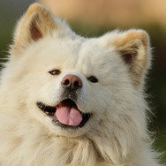 わさお 2枚目の写真・画像