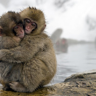 ライフ −いのちをつなぐ物語− 9枚目の写真・画像