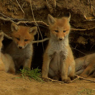 日本列島　いきものたちの物語 4枚目の写真・画像