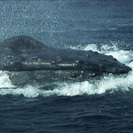 日本列島　いきものたちの物語 7枚目の写真・画像