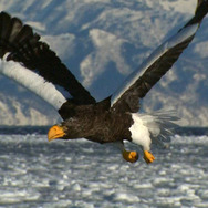 日本列島　いきものたちの物語 12枚目の写真・画像