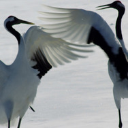 日本列島　いきものたちの物語 13枚目の写真・画像