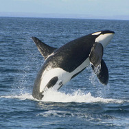 日本列島　いきものたちの物語 17枚目の写真・画像