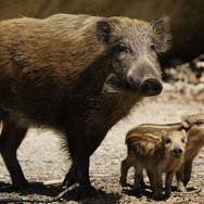 日本列島　いきものたちの物語 19枚目の写真・画像