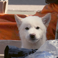 ムサン日記〜白い犬 6枚目の写真・画像