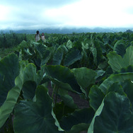 天のしずく　辰巳芳子“いのちのスープ” 4枚目の写真・画像