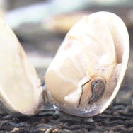 長良川ド根性 6枚目の写真・画像