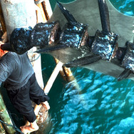 シー・トレマーズ 1枚目の写真・画像