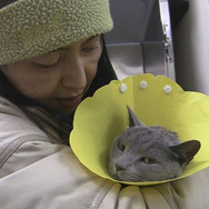 犬と猫と人間と2　動物たちの大震災 7枚目の写真・画像