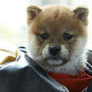 幼獣マメシバ　望郷篇 2枚目の写真・画像