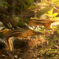 小さな世界はワンダーランド 3枚目の写真・画像