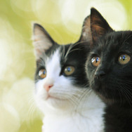 猫なんかよんでもこない。 1枚目の写真・画像