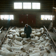 ひつじ村の兄弟 5枚目の写真・画像