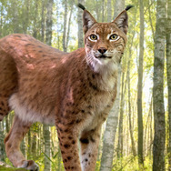 シーズンズ　2万年の地球旅行 2枚目の写真・画像