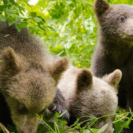 シーズンズ　2万年の地球旅行 5枚目の写真・画像