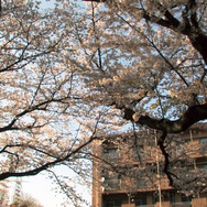 桜の樹の下 4枚目の写真・画像