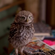 マチルド、翼を広げ 5枚目の写真・画像